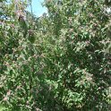 Callicarpa longifolia 'Augustata' P17
